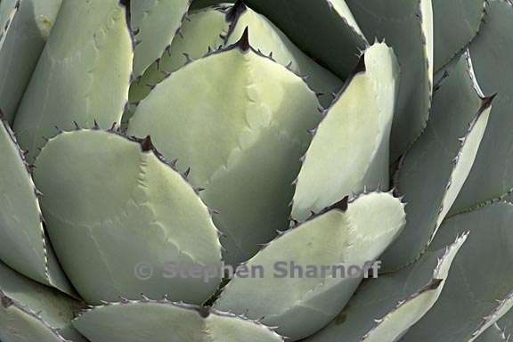 agave parryi var huachucensis 1 graphic